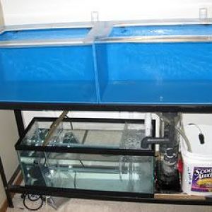 refuge, acrylic tanks (note the tank on the right is slightly larger now than the one pictured--tall