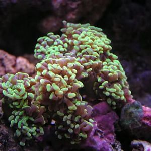 Neon green hammer coral