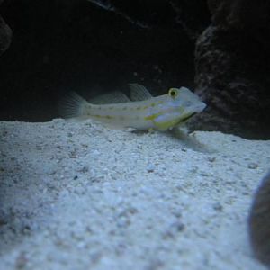orange diamond goby