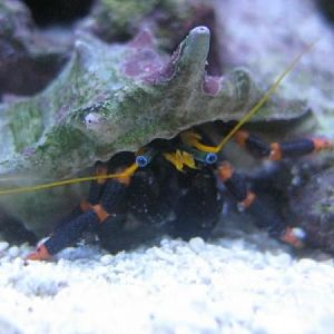 Halloween hermit crab