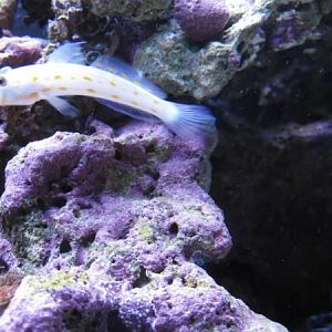 orange diamond goby