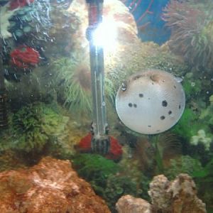 Angus, the Black Spotted Dog Faced Puffer Fish