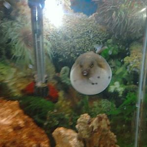 This is my black spotted Puffer Fish, he decided to 'puff up' randomly on Mothers Day.