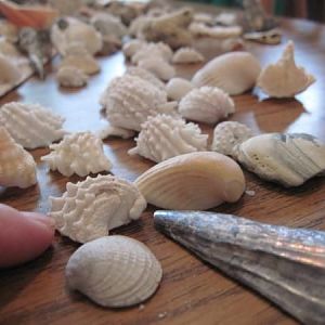 These are some shells we collected January 2010 in Florida
