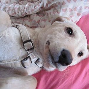 This is one of our dogs.  He is a yellow lab puppy.