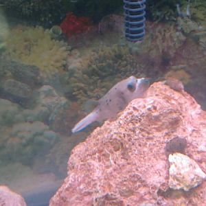 This is Angus laying on a rock, they are so silly and behave so strange.