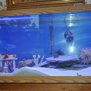 2nd phase, added background & some more fish