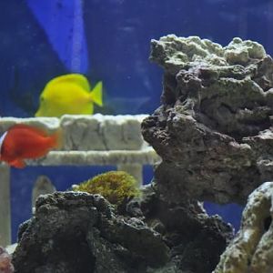 Yellow Tang & tomato clown