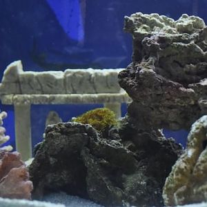 Added live rock & not sure what green thing is yet