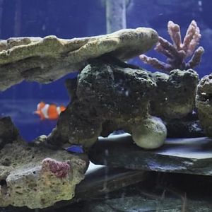 More added live rock & frag with zoes on it