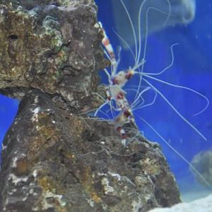 Sparing coral b shrimp