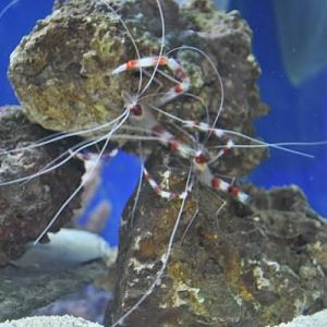 This time it could be love idk