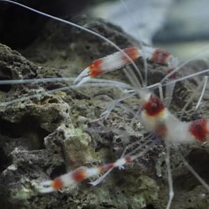 2nd coral bandit shrimp   mean one