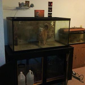 Tank just filled up. Kitty and adjacent 20L shows the scale.