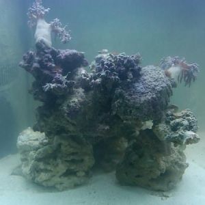 Left side of rockwork