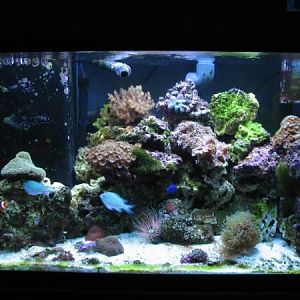 Nothing spectacular. It started as a cheapy FOWLR and slowly over time I have aquired corals that fr