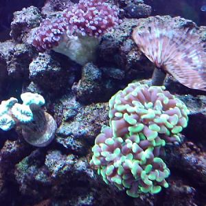 hammer candy and duster