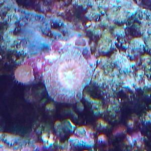 Do you know what this is?