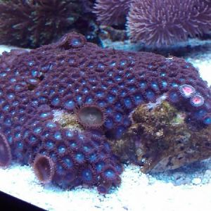 Blue zoos and bright pink