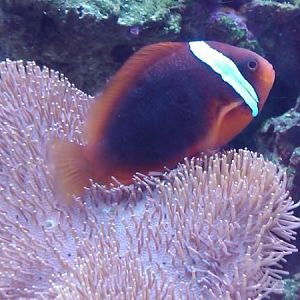 Ever seen a clown host a leather ha ha mine did