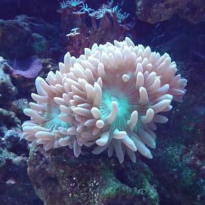 6 headed neon Green Duncan