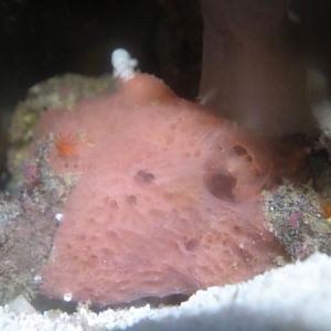pink sponge
