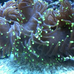 my unique elegance coral. he's a redish color with bright yellow tips.