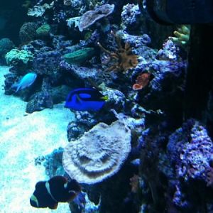 side view from right side of tank.