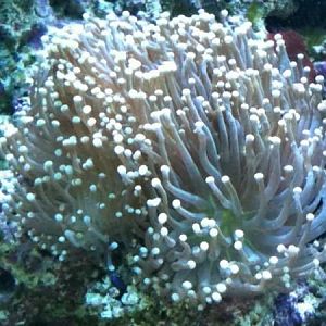 very cool torch with green mouths..