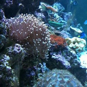 side view from left side of tank.