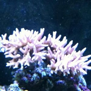 large 7x8 pink birds nest.