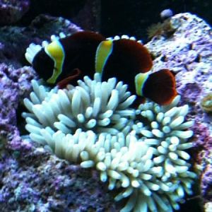 one of my clown is the sebae anemone.