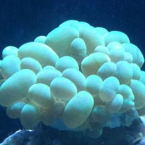 Green Bubble coral
