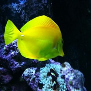 The Boss of the tank