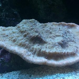 47912 1530985907956 1033996249 1740624 4794504 n