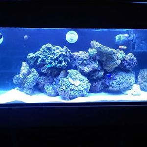 75 gallon