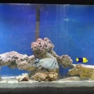 FTS 2010 FOWLR Aggressive Tank