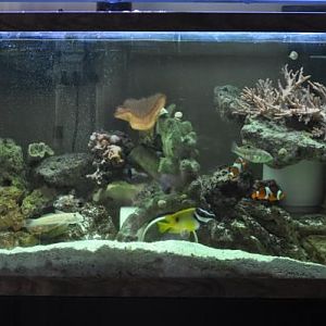 FTS 2010 Leather And Fish Tank