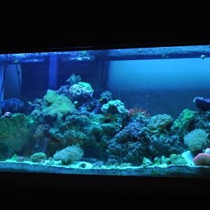 FTS 2010 Coral Tank