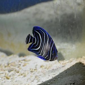 Mohammed - our Koran Angel (my birthday present)