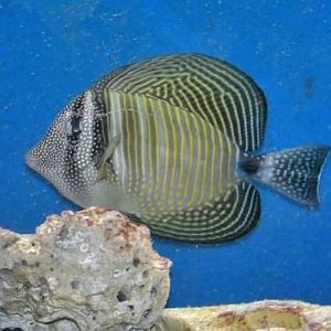 Tang (a bit flustered to show color)