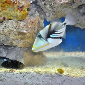 Pablo (My valentine's day present)