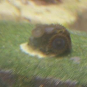 NCRA "Purple Hornets"