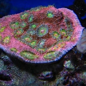 Chalice colony, Raspberry BubbleYum