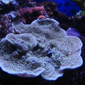 Green with Purple Polyps Monti - Mother Colony