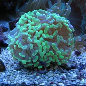 Neon Green Tipped Pink Branching Hammer