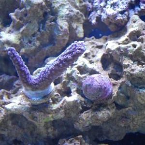 Purple stag with a purple astria