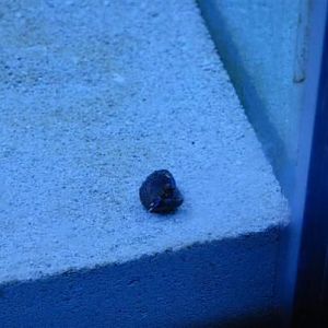 Clumsy blue leg hermit