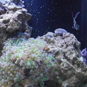 Frog spawn and a cardinal