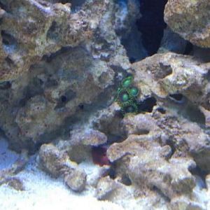 Small pocket of zoanthids and a lone, red mushroom